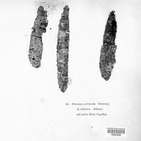 Synnemasporella aculeans image